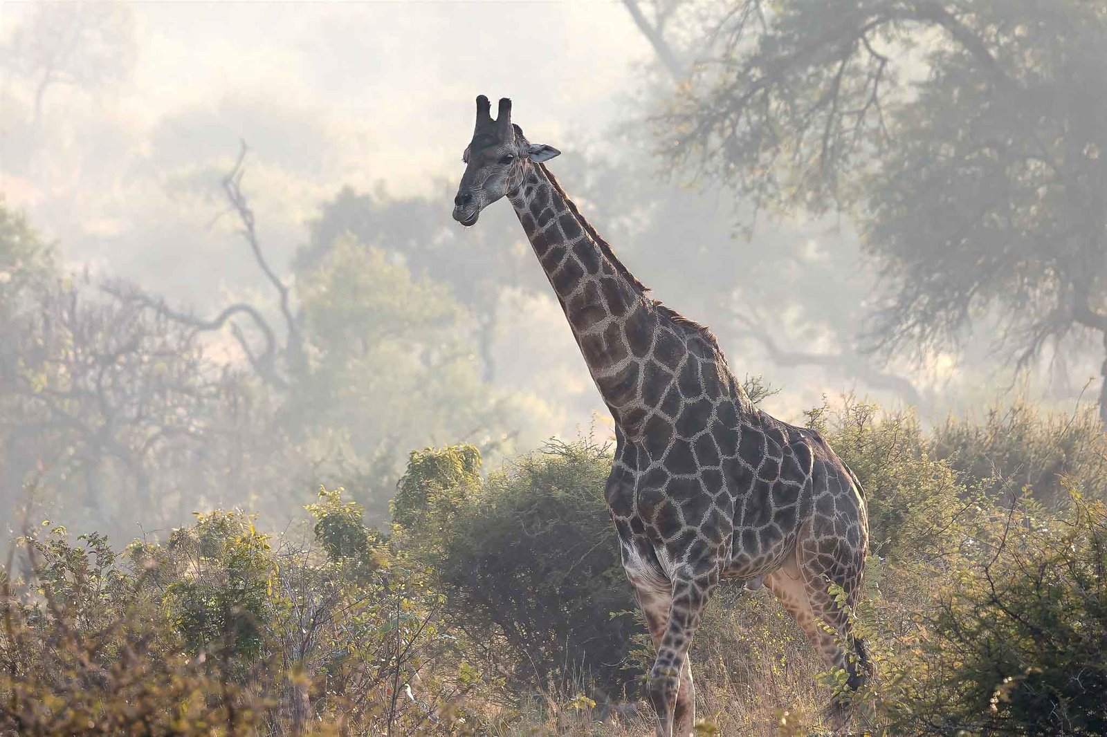 Giraffe