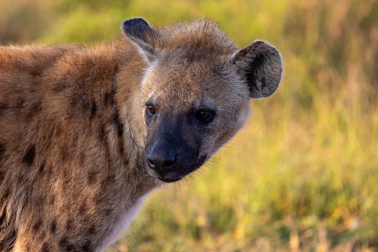 Hyena