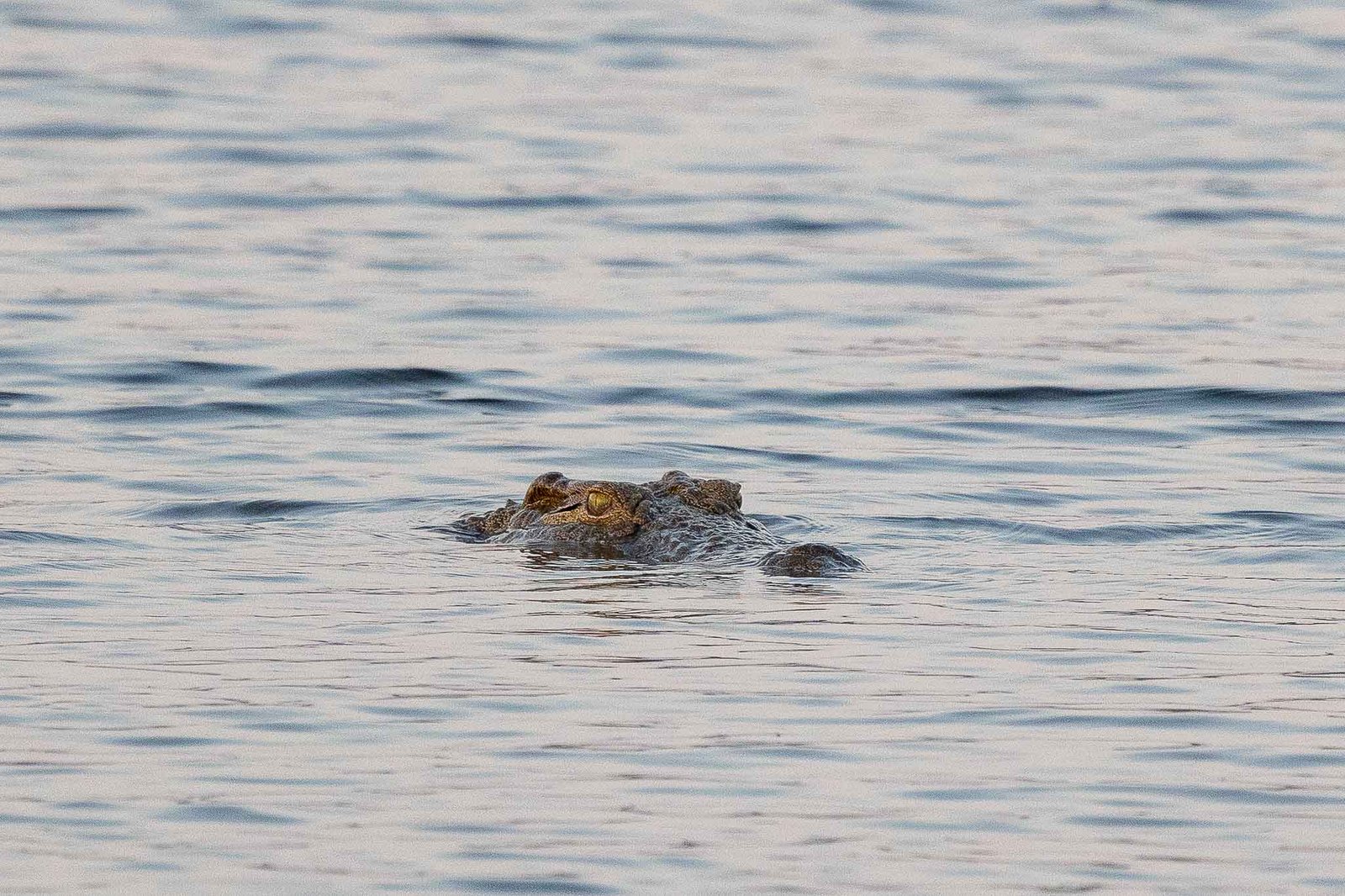 Crocodile