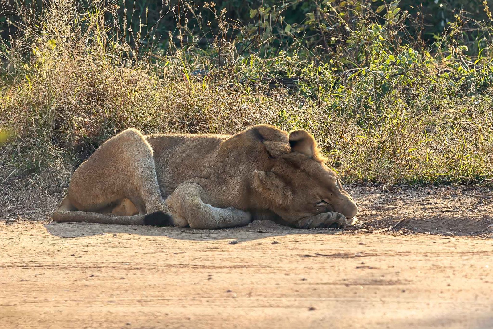 Lion