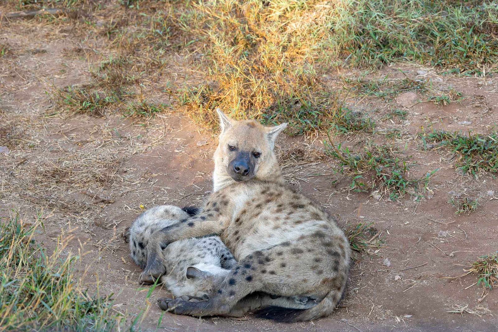 Hyena and baby