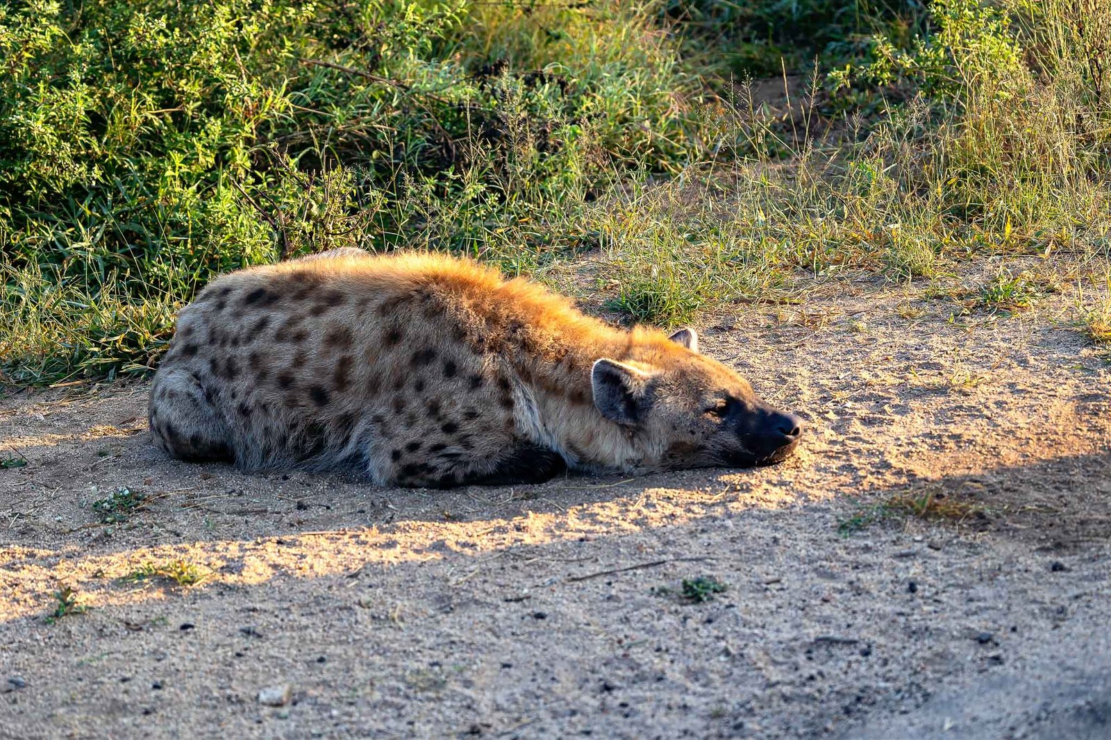 Hyena