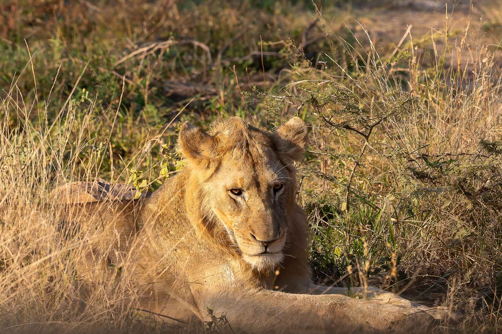 Lion