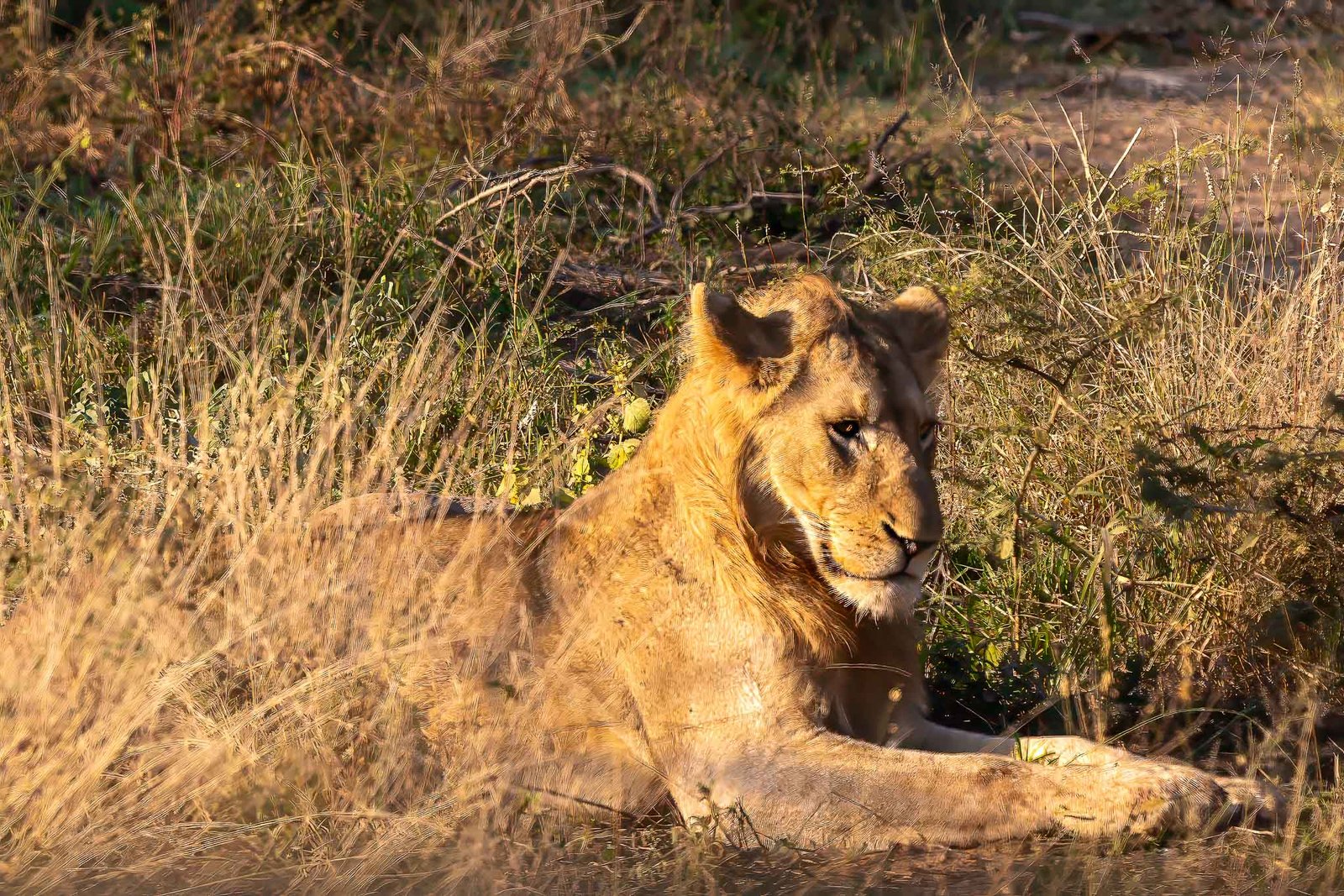 Lion