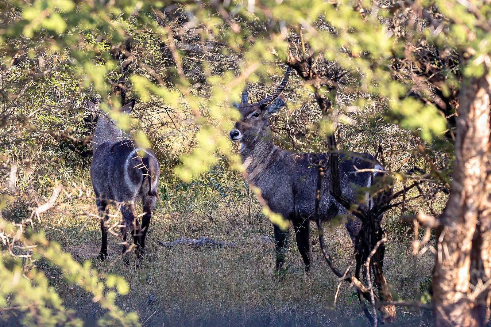 Waterbuck