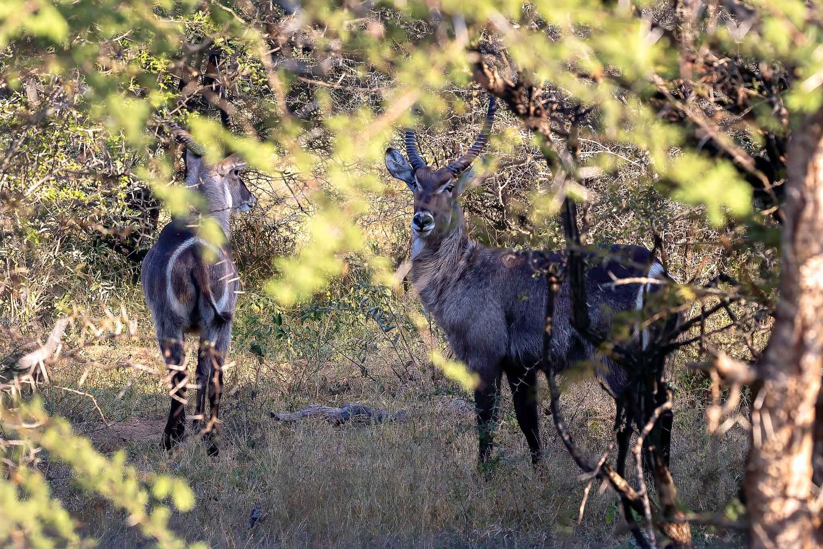 Waterbuck