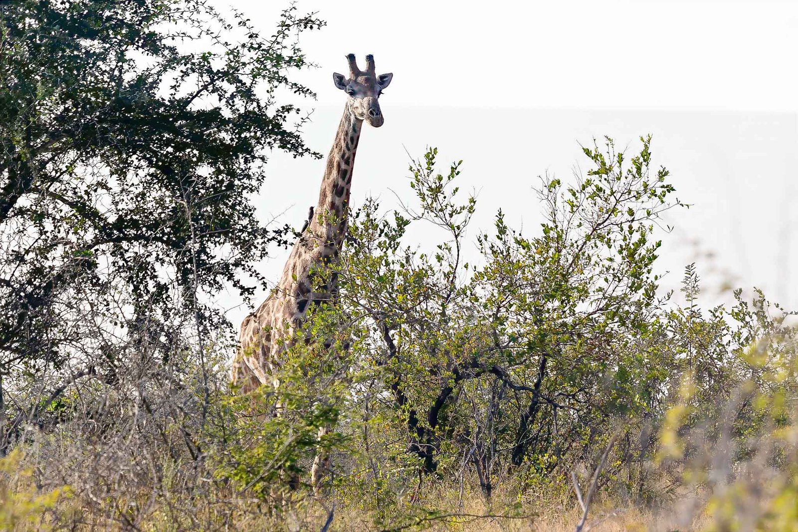 Giraffe