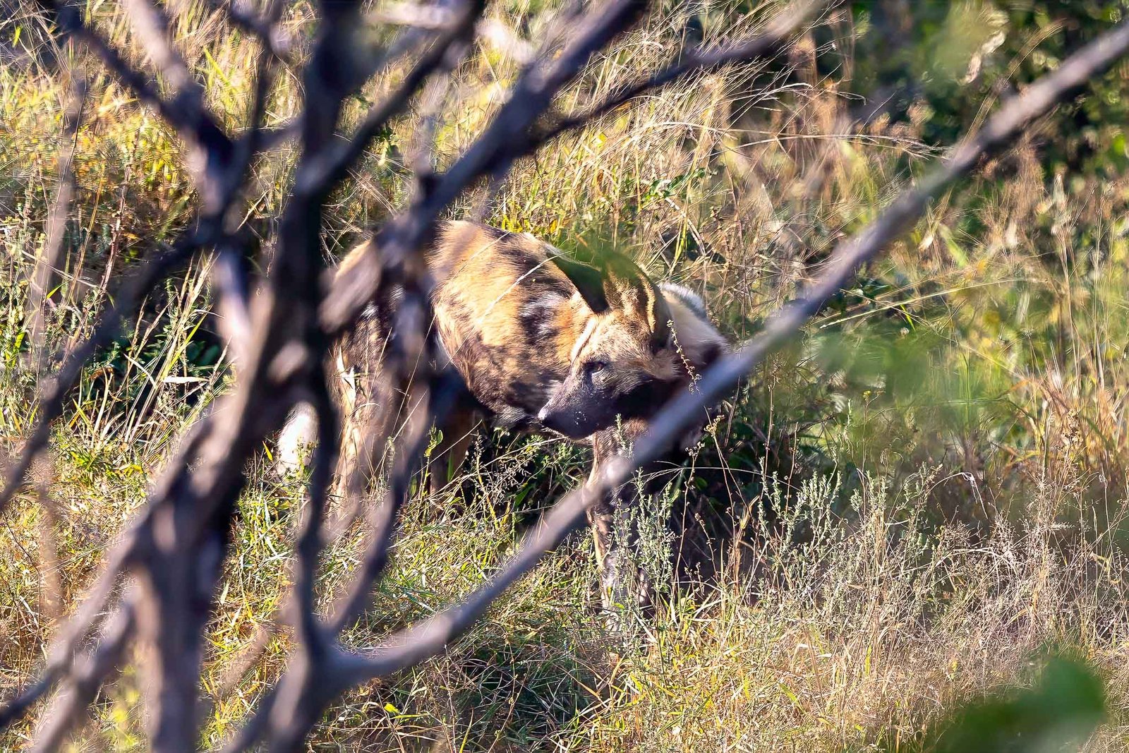 Wild Dogs