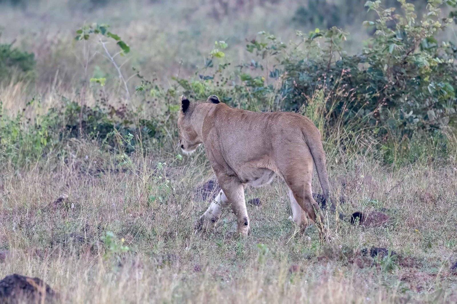 Lion