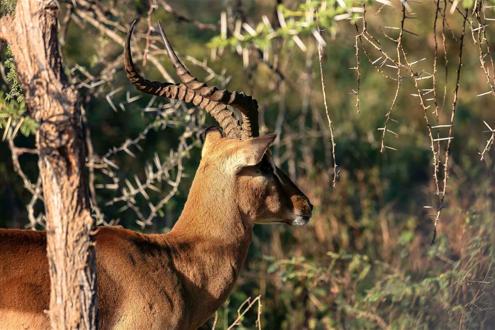 Impala