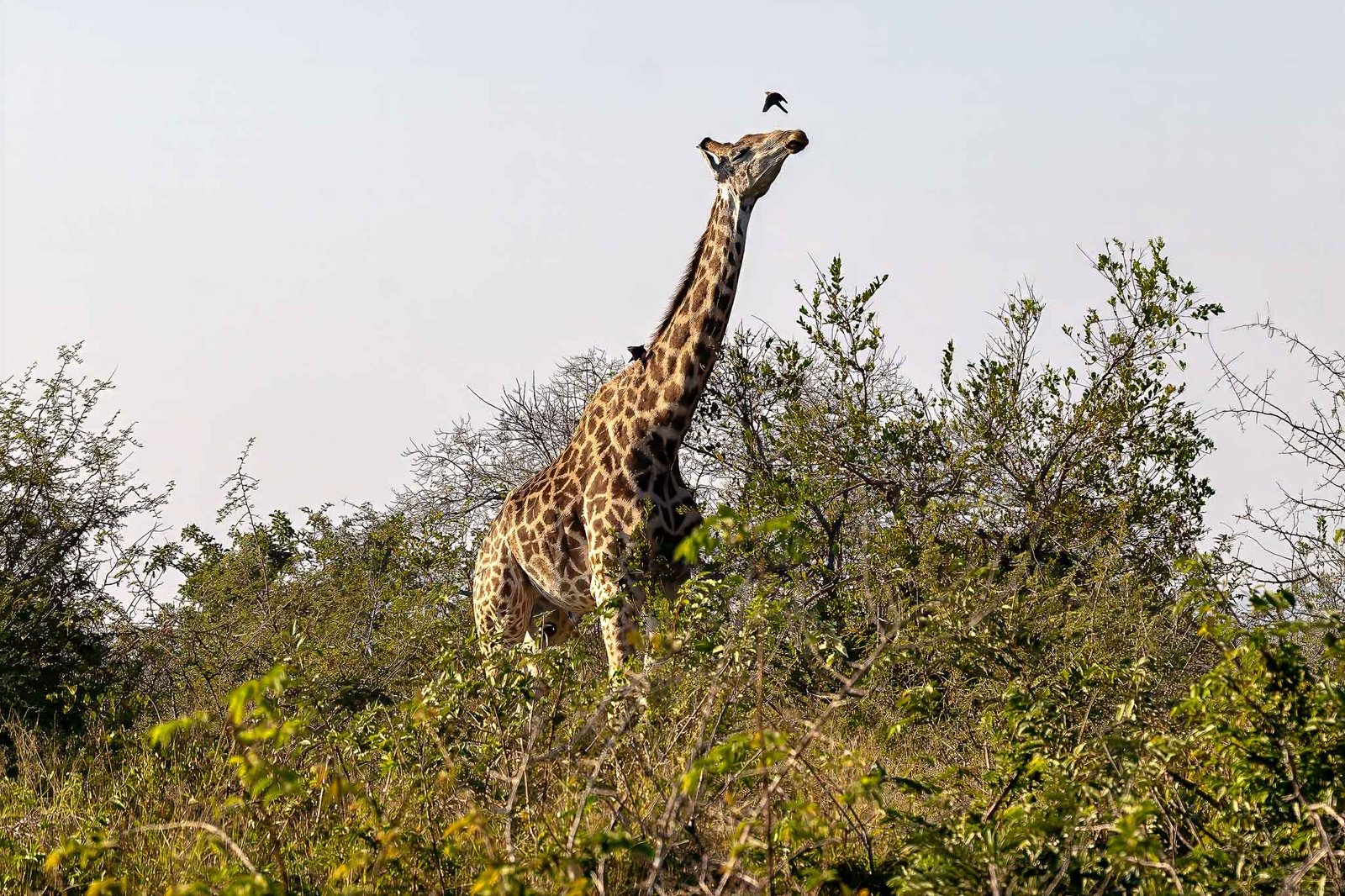 Giraffe
