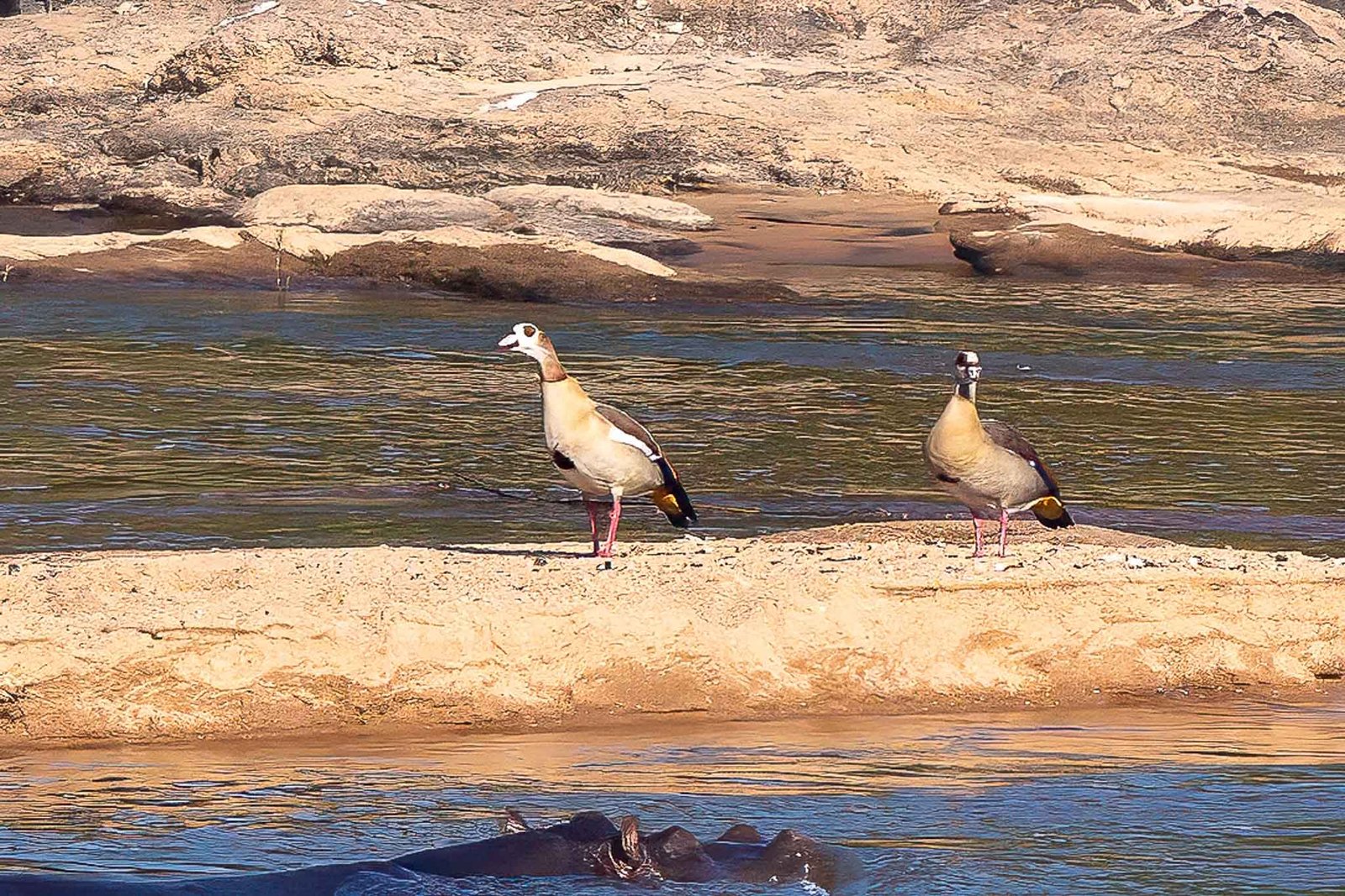 Egyptian goose