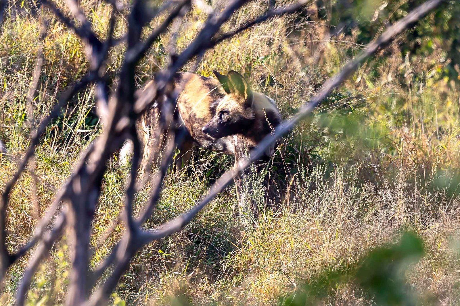 Wild Dogs
