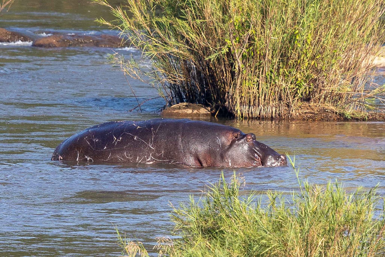 Hippo