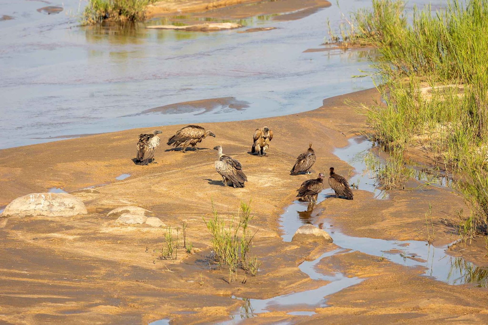 Vultures