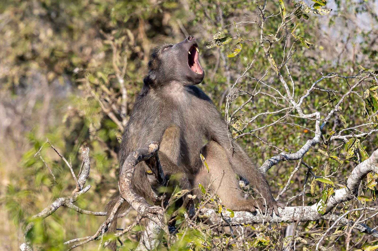 Baboon