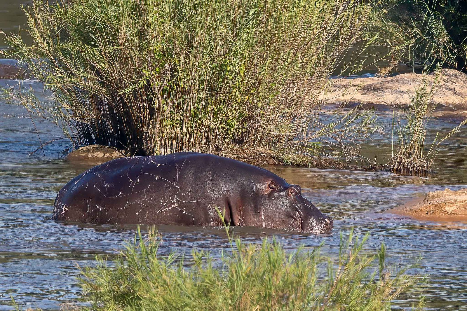 Hippo