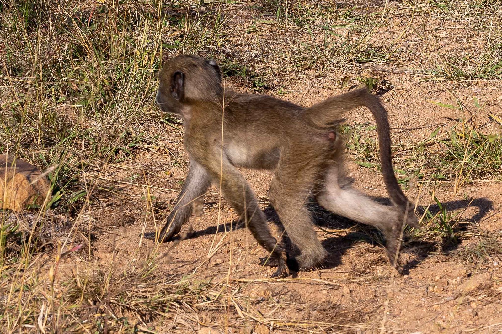 Baboon