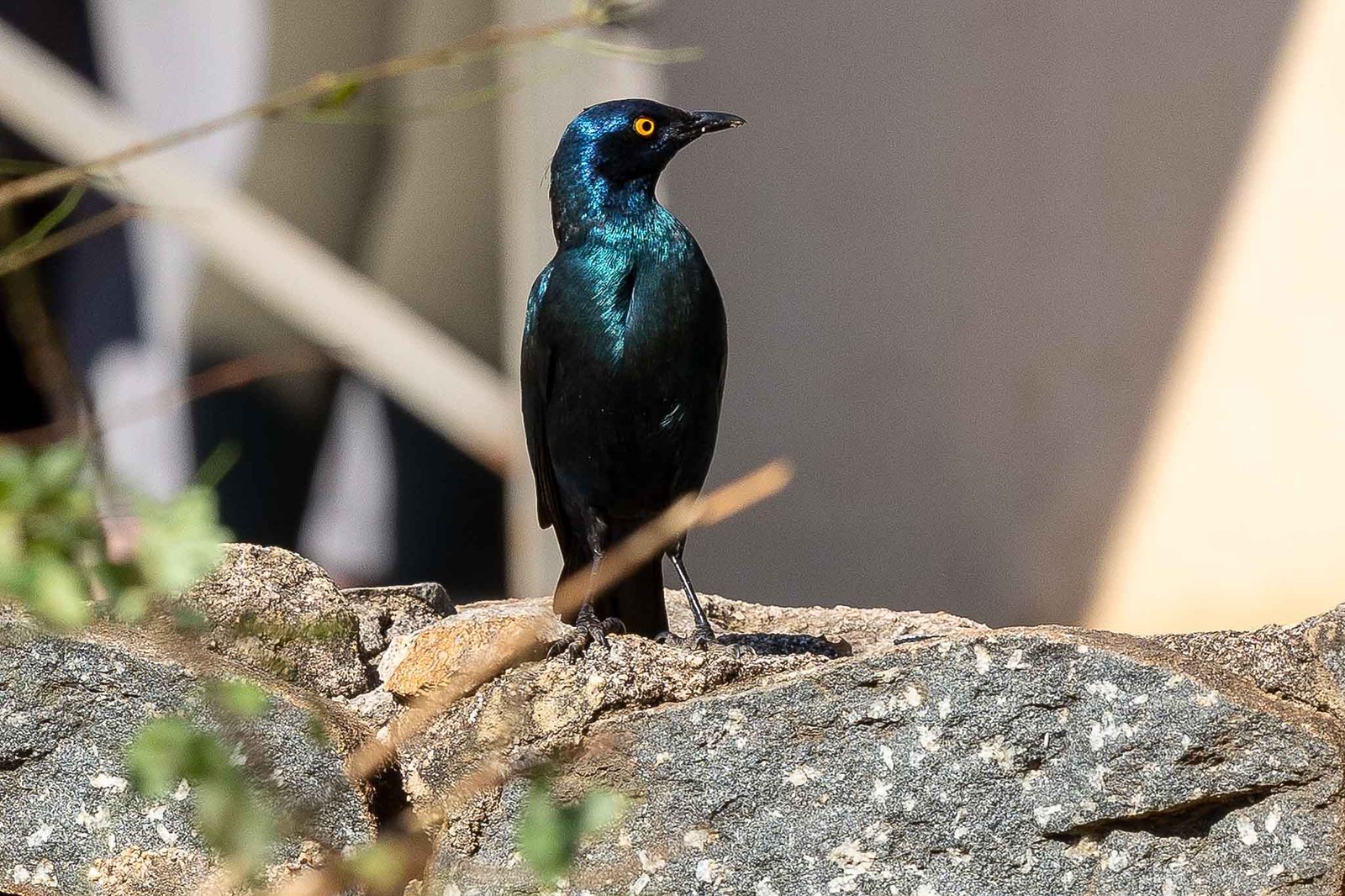 Cape Starling