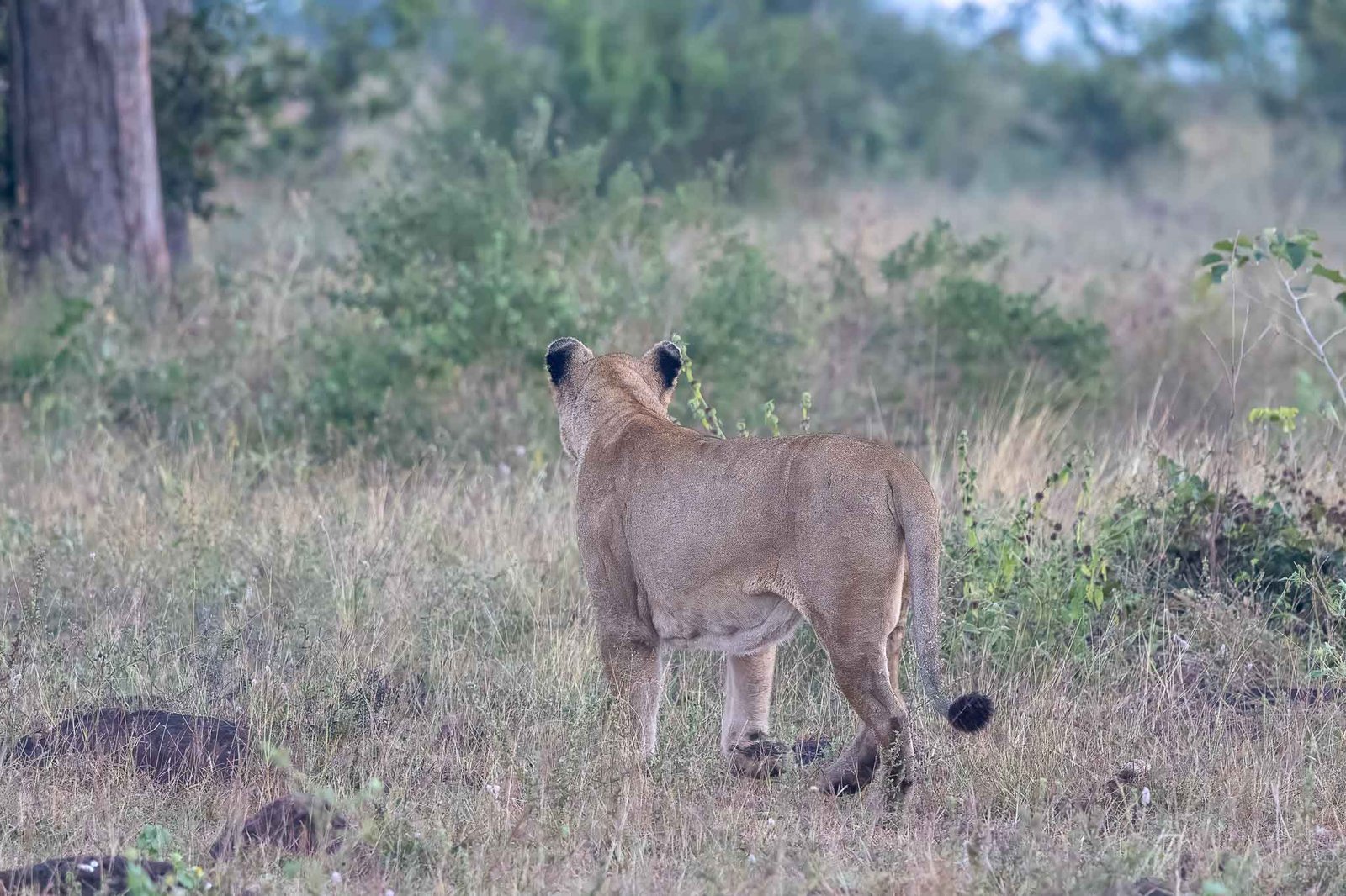 Lion