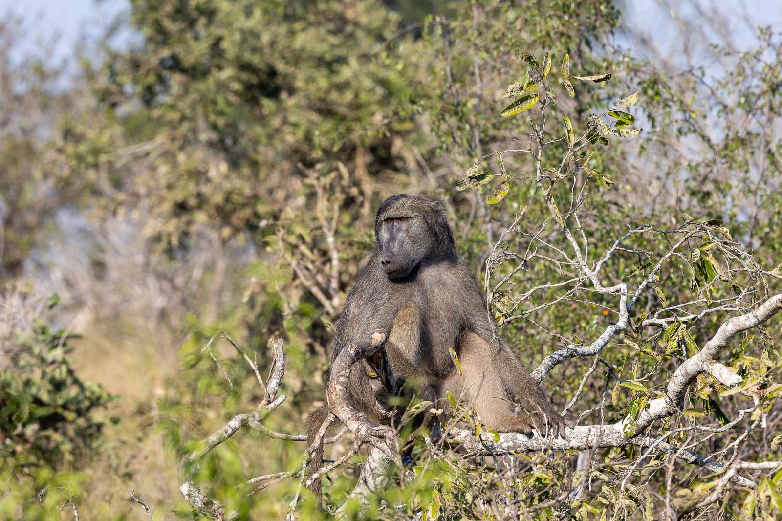 Baboon