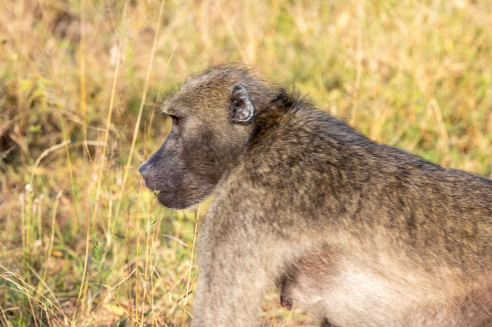 Baboon