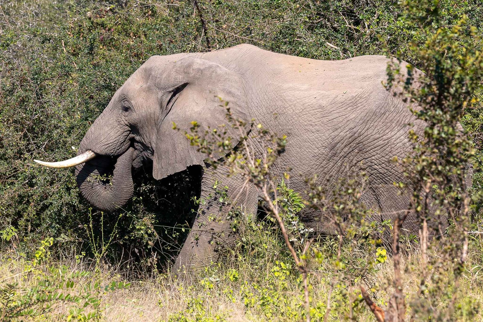 Elephants