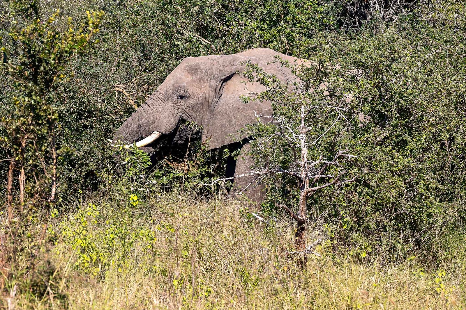 Elephants