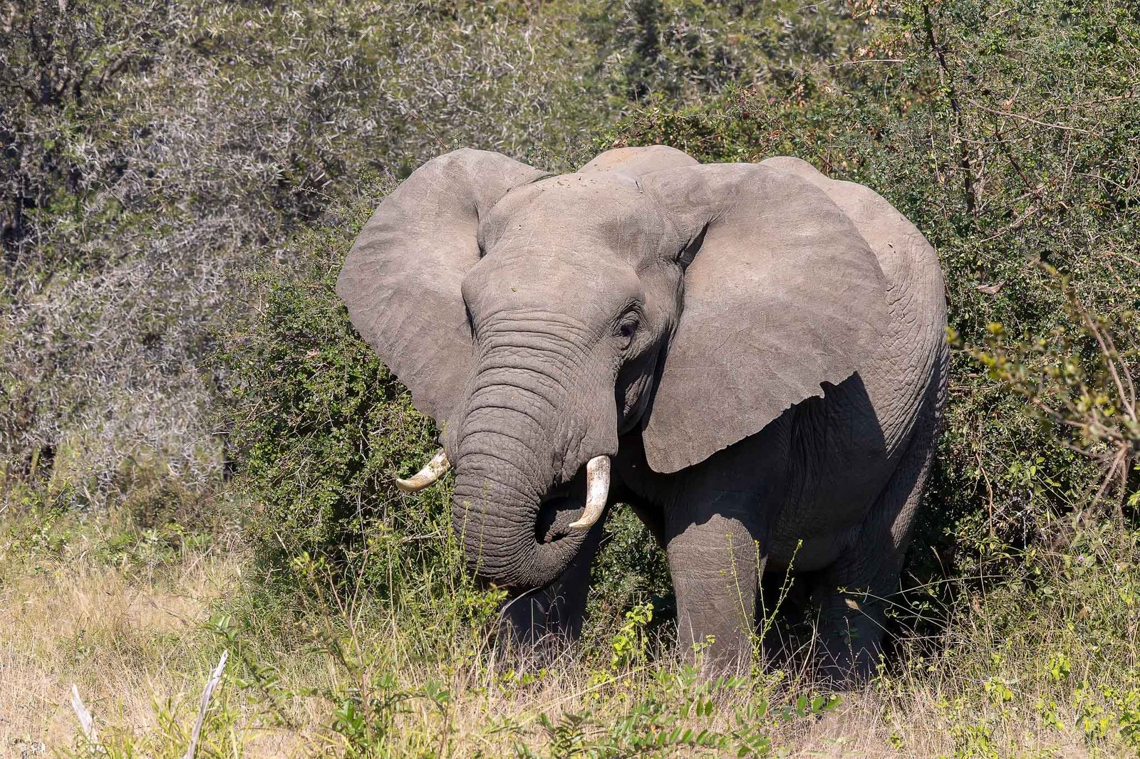 Elephants