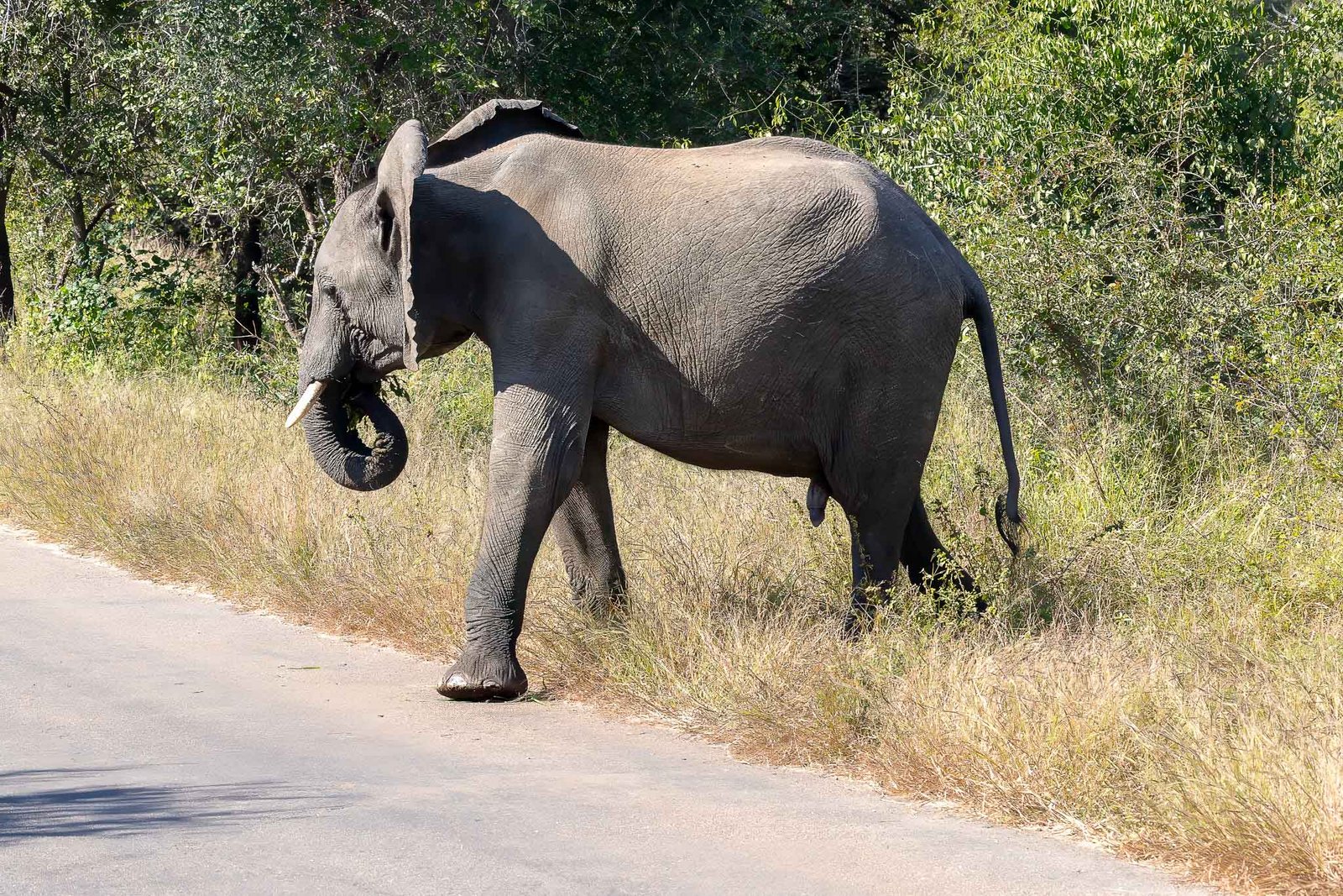 Elephants