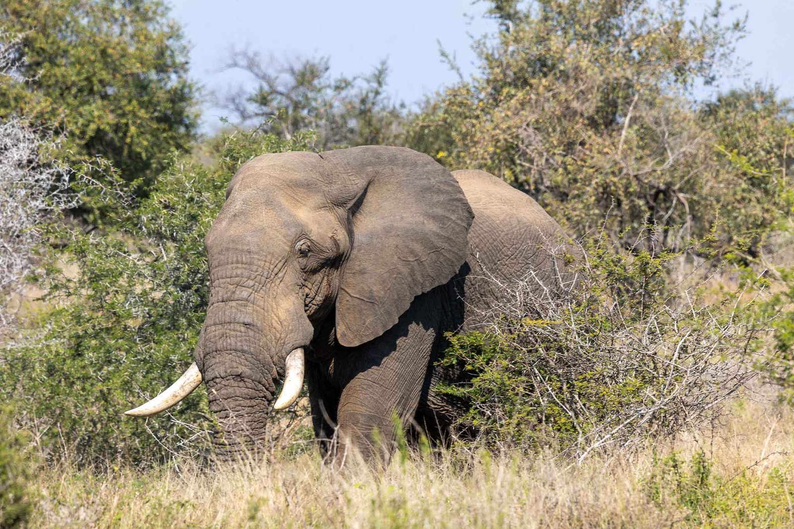 Elephants
