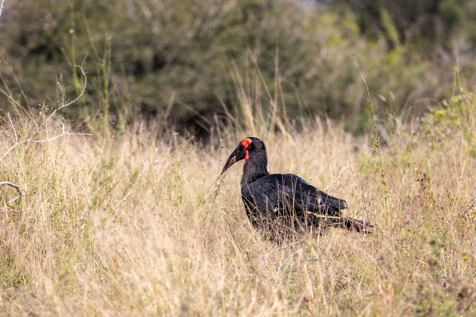 Southern Ground Hornbill