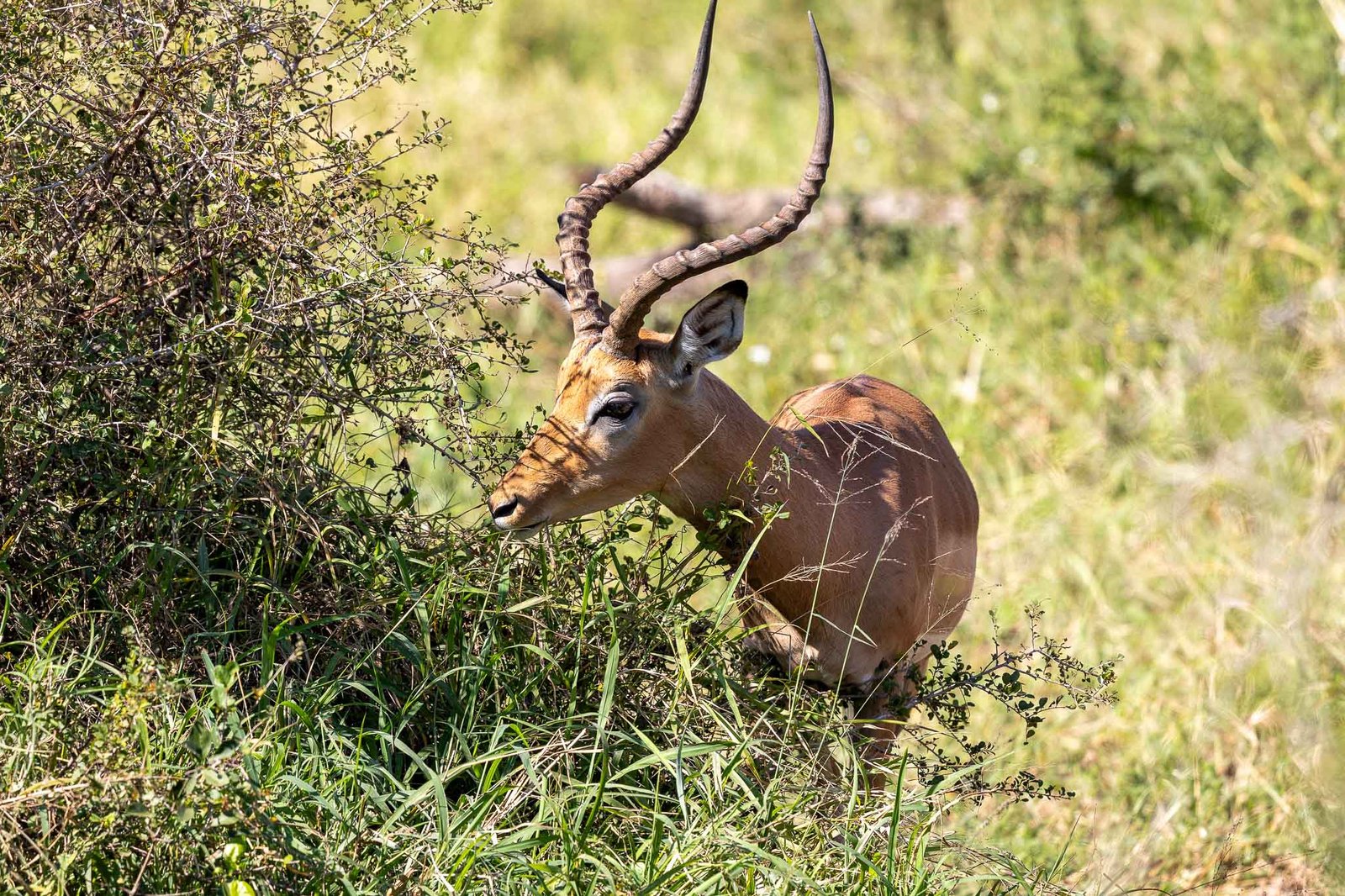 Impala