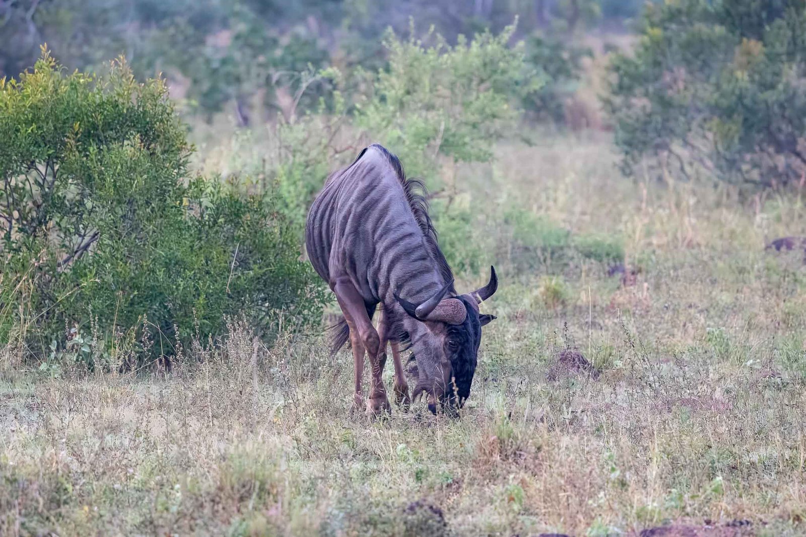 Wildebeast