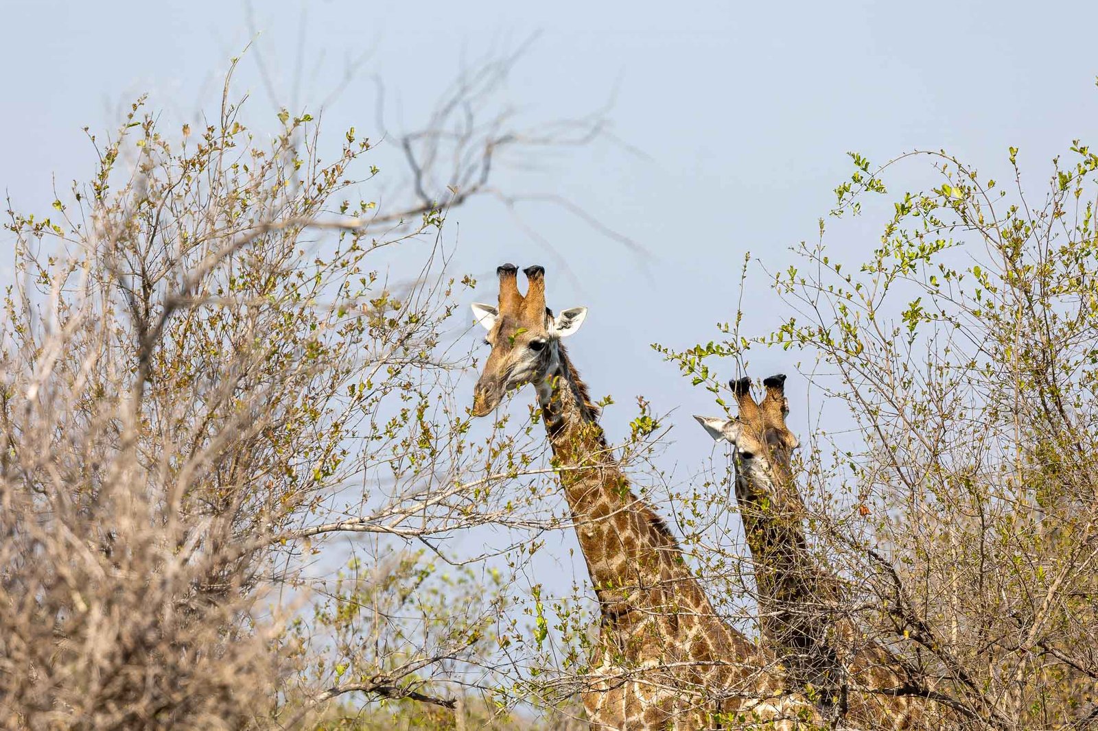 Giraffe
