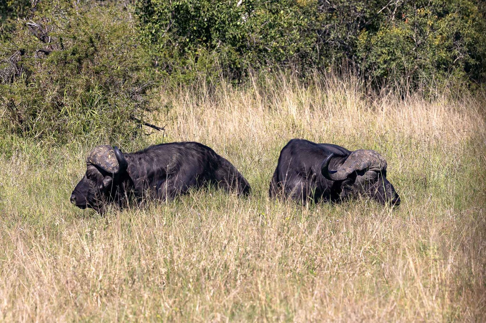 Cape Buffalo