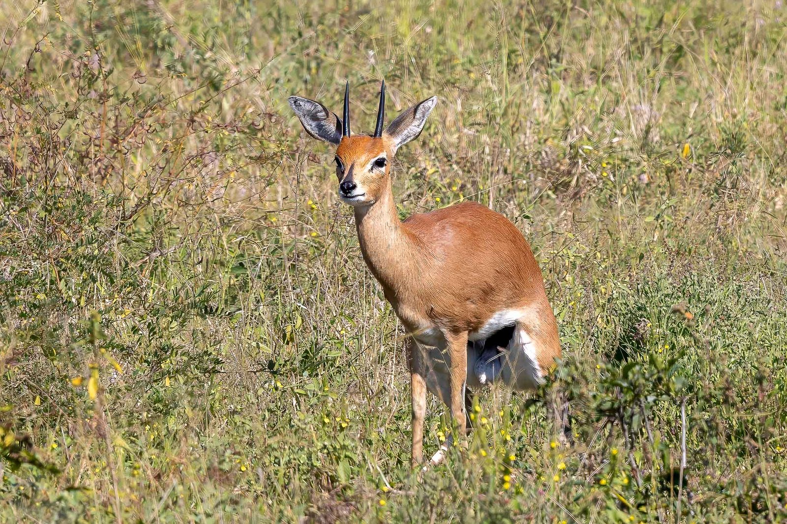 Steenbok