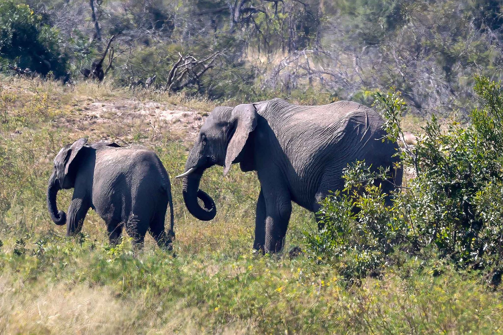 Elephants