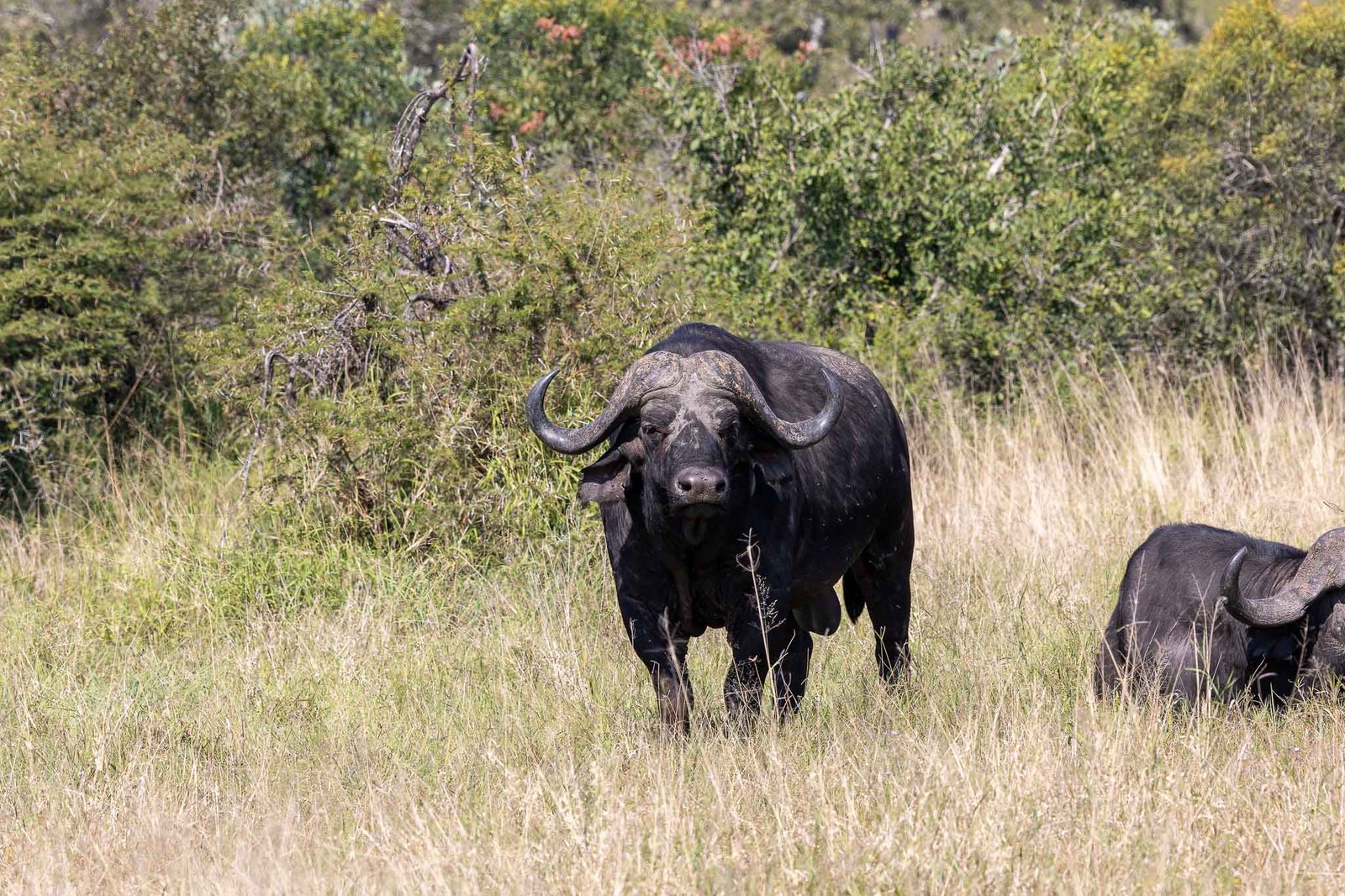 Cape Buffalo