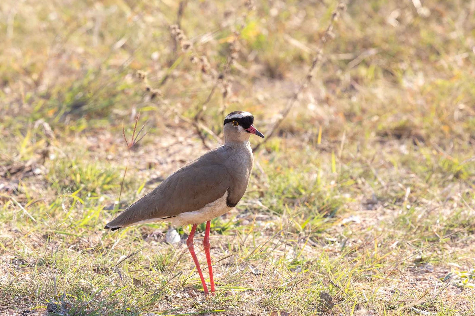 Lapwing