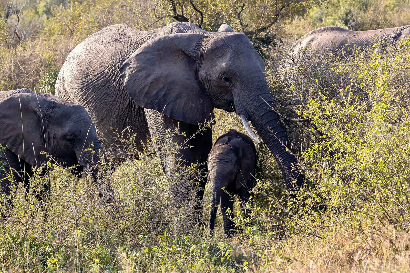 Elephants