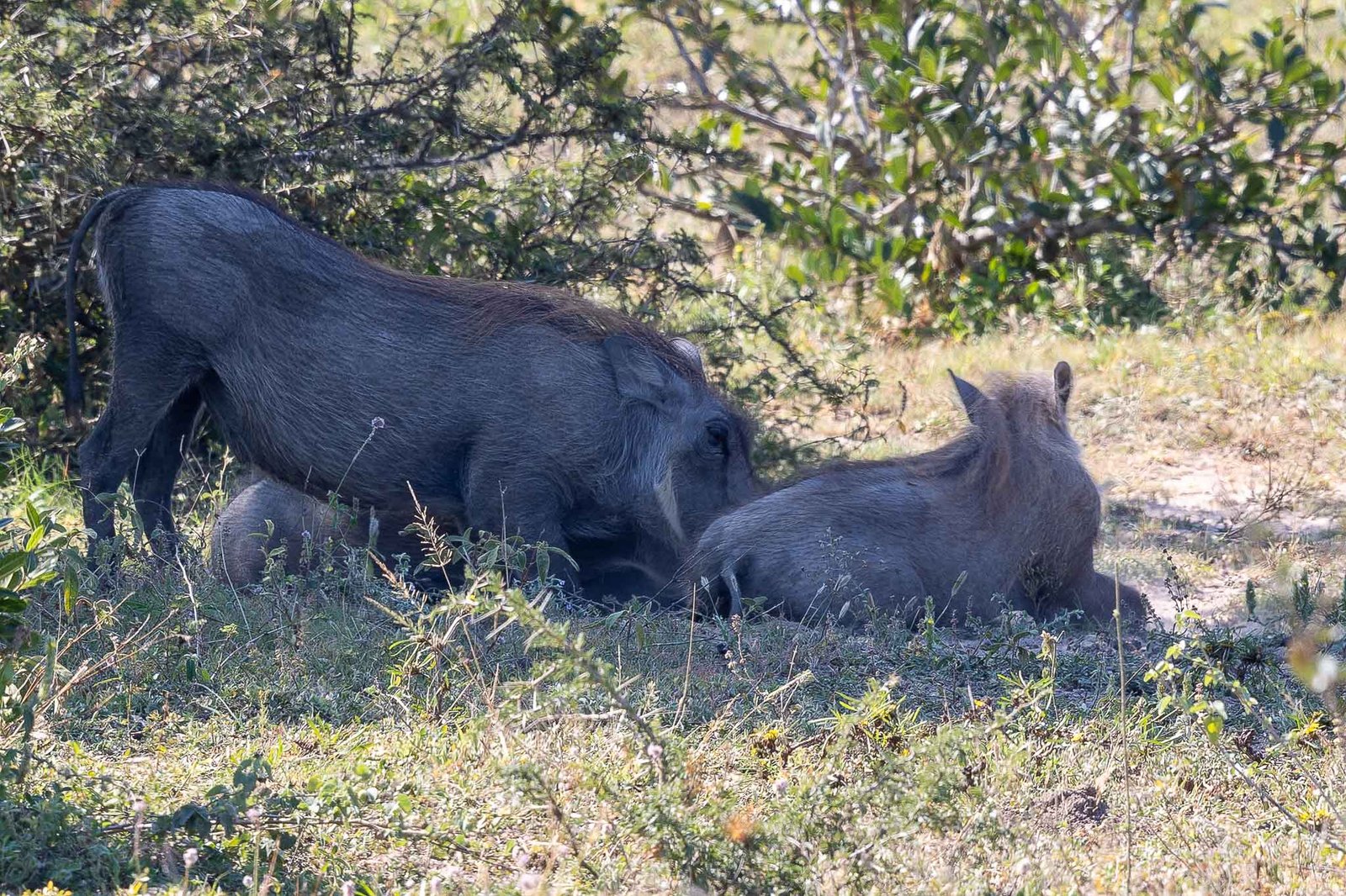 Warthogs