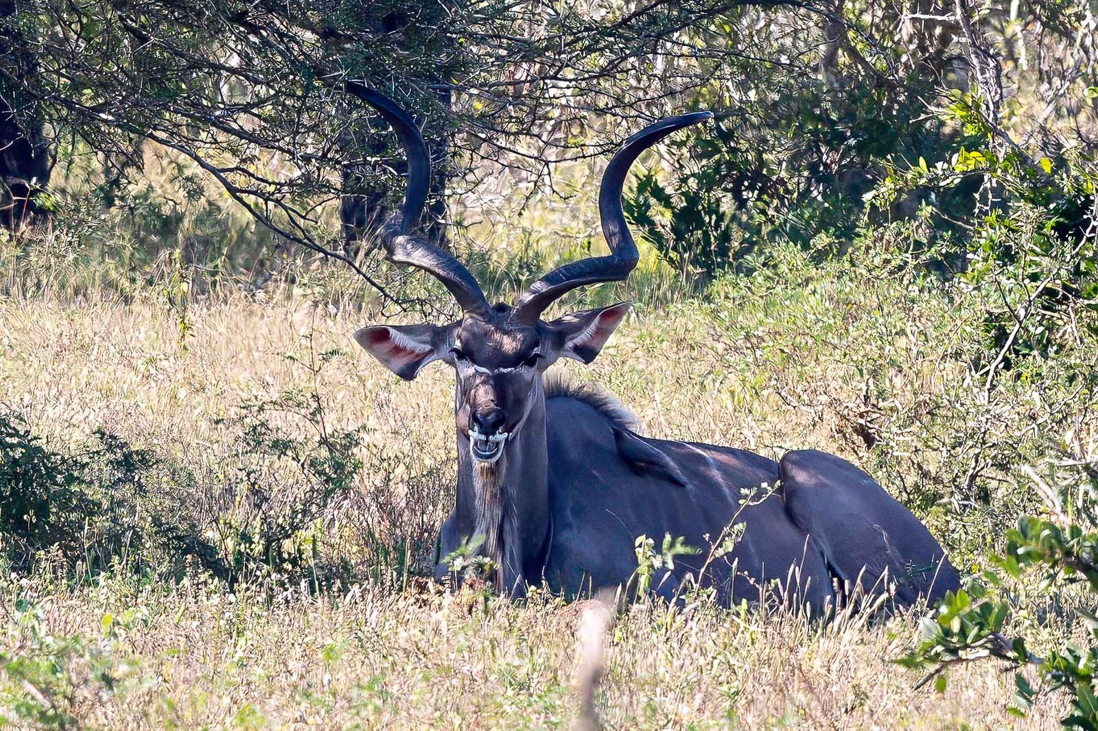 Kudu