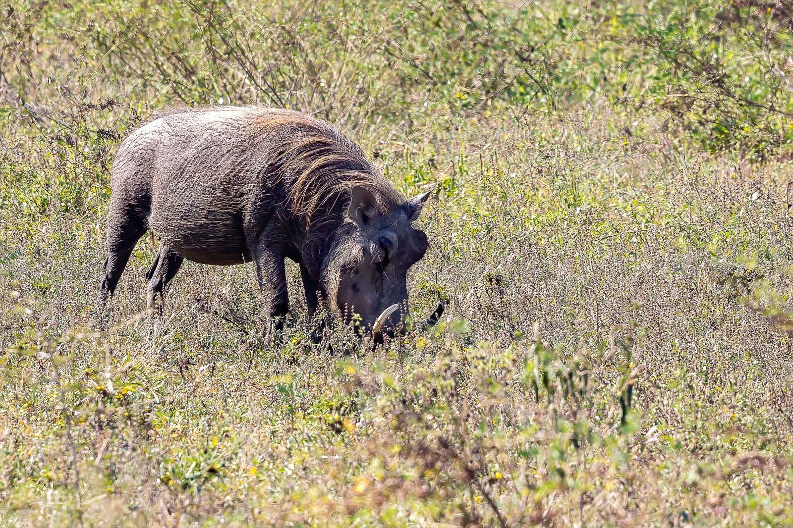 Warthog