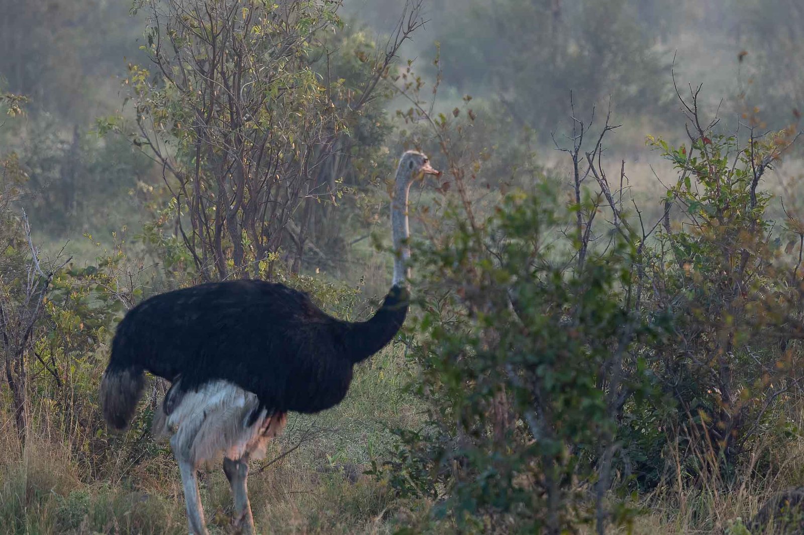 Ostrich