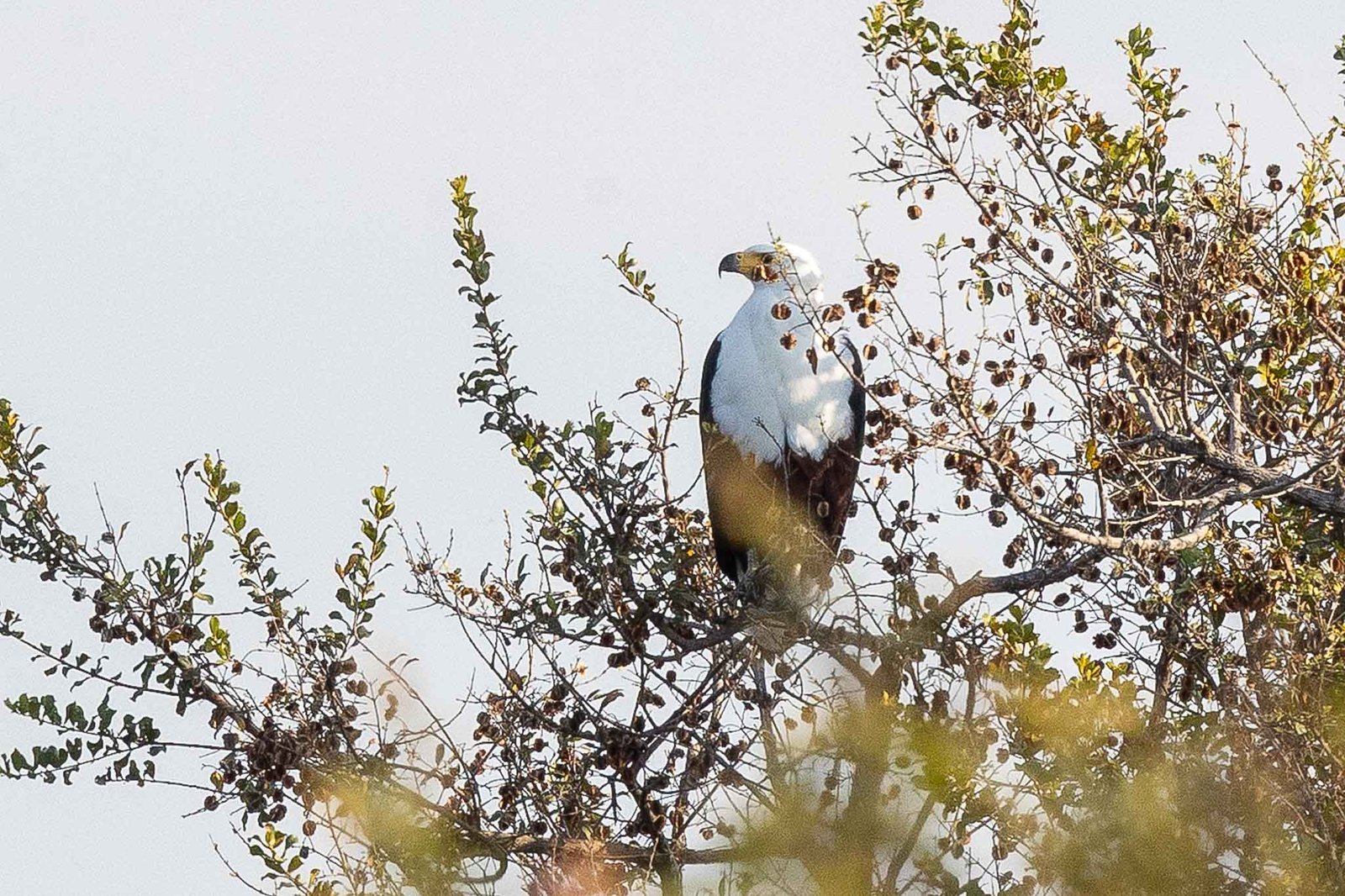 Fish Eagle