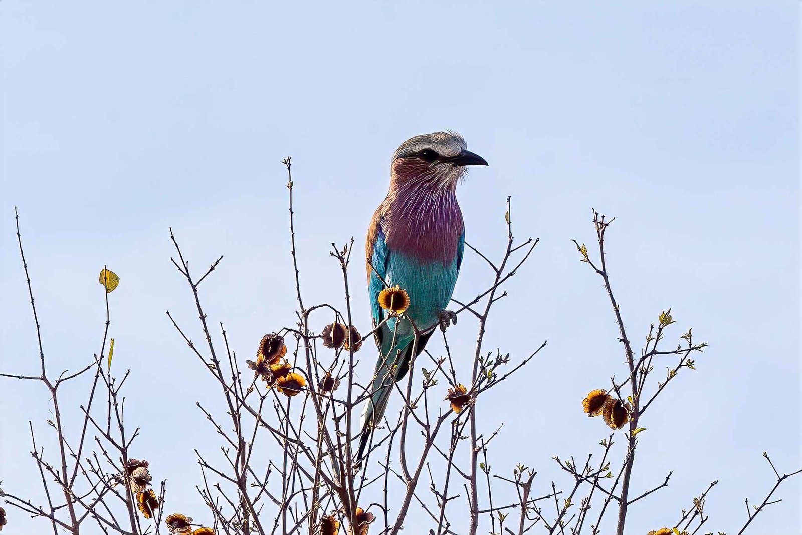 Violet Breasted Roller