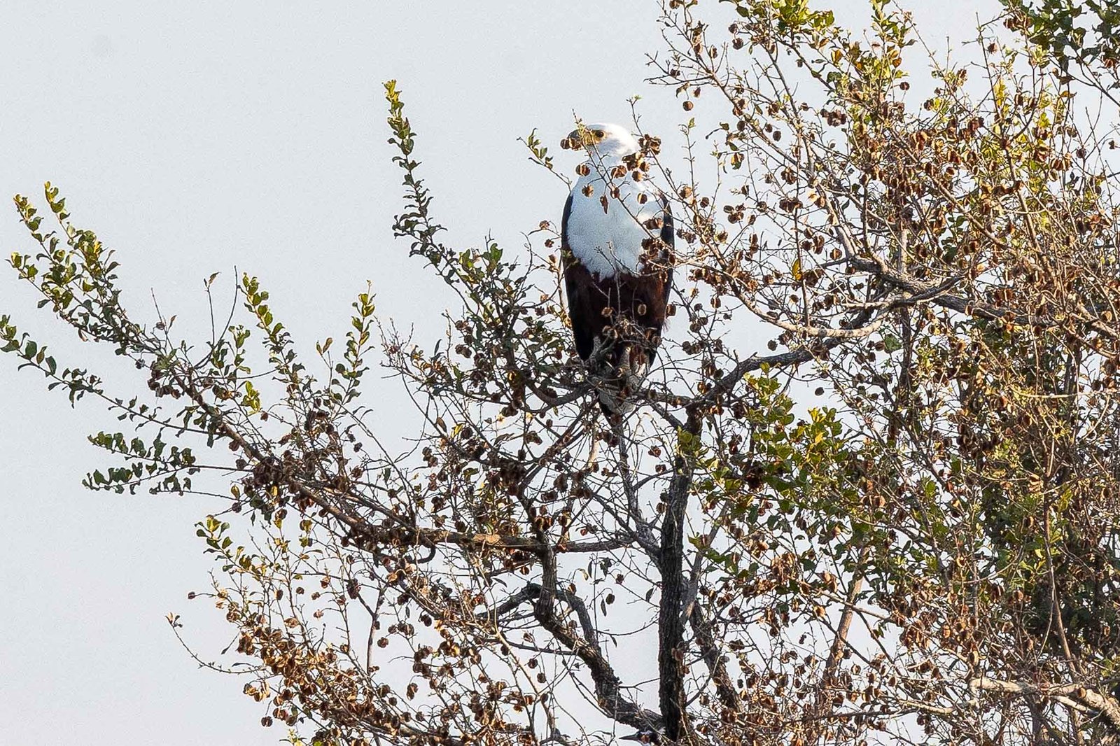 Fish Eagle