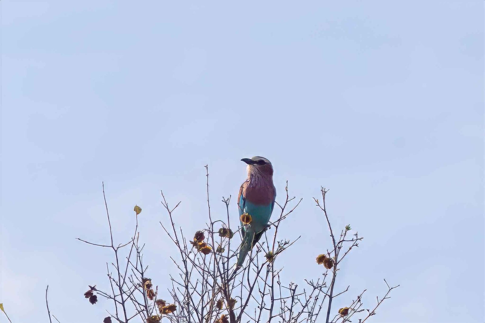 Violet Breasted Roller