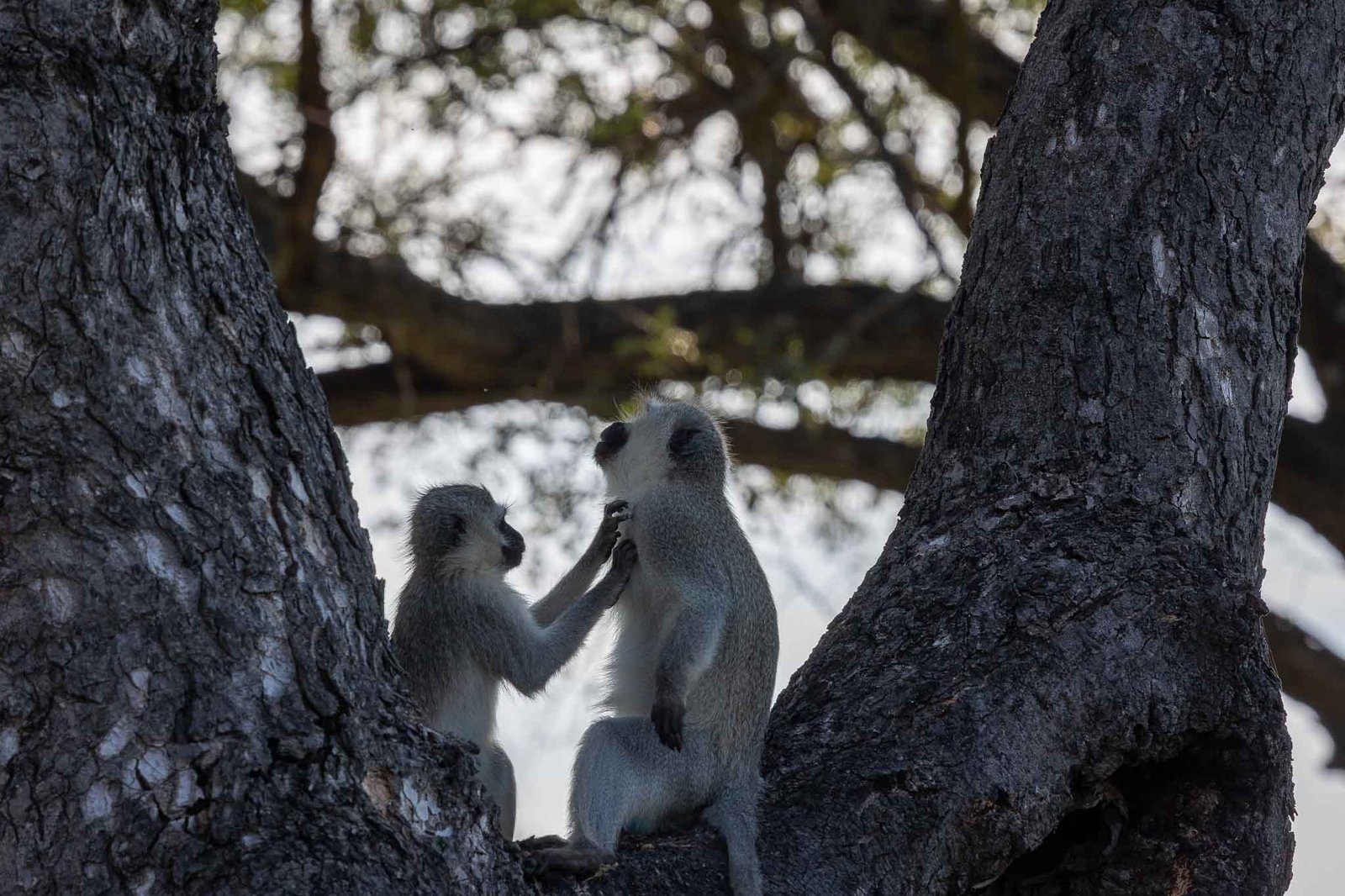 Monkeys